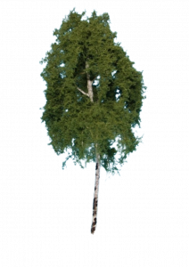 Drzewo brzoza model 16 - 20 cm Freon nr BR1