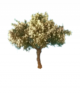 Drzewo jabłoń kwitnąca model 6 - 8 cm Freon nr JABK1 