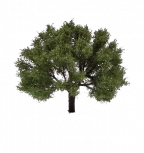 Drzewo oliwne model 6 - 8 cm Freon nr DO1