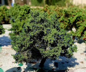 Drzewo owocowe śliwa model 6 - 8 cm Freon nr SL2 