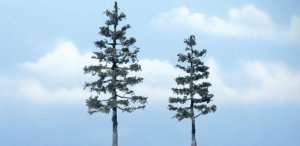Drzewa - sosna 2szt - Woodland TR1624