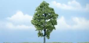Drzewo - amerykański orzech biały - Woodland TR1623