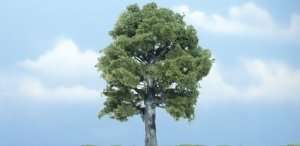 Drzewo - dąb - Woodland TR1620