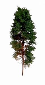 Drzewo sosna obrzeżna model 14/16 cm Freon nr SOB2