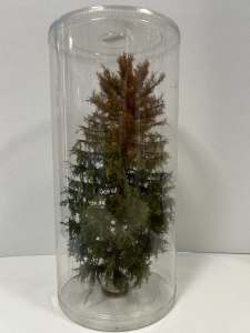 Drzewo modrzew suchy pełny model 25 - 28 cm Freon nr MSUP4 