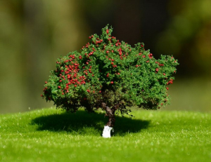 Drzewo owocowe jabłoń model 6 - 8 cm Freon nr JAB2