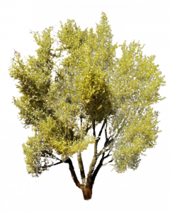 Drzewo wierzba biała model 15 - 17 cm Freon nr WRB1