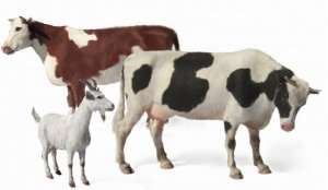 MB 3566 Zwierzęta domowe 